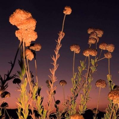 经典牛牛手机app下载